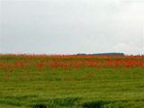 Jahresausflug 2007 - Donauschwaben Backnang